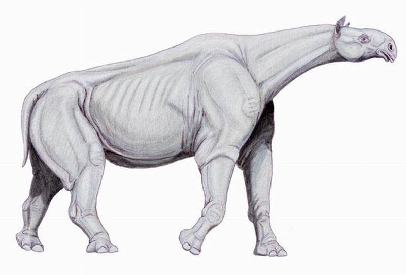 3、巨犀
巨犀是一种体型庞大的动物，生活在大约2500万年